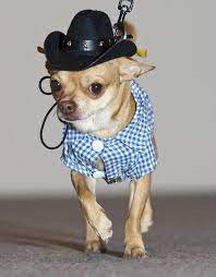 10 Animals Who Might Dress Better Than You Puppy Costumes Cute Chihuahua Funny Dog Photos