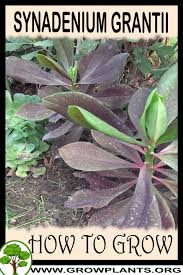 Image result for Synadenium cameronii