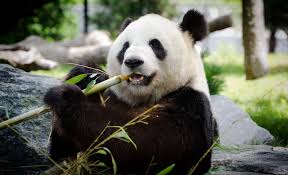 It takes 28 pounds of bamboo to satisfy a giant panda's daily dietary needs, and it. Giant Pandas Metabolise Like Hyper Carnivores