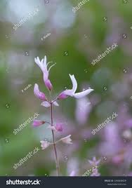 Image result for Ocimum labiatum