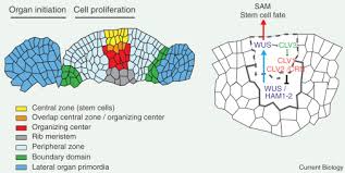 Stem cells are the sites of production of specialised cells in animals and have the potential to become different meristems can also be found in the stem between the phloem cells and the xylem, we'll learn meristems divide to form unspecialised cells which can then become any type of plant cell. Plant Stem Cells Sciencedirect