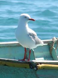 18 pagina inicial twitter coastal birds sea birds pet birds