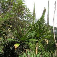 Image result for Lobelia livingstoniana