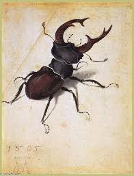 Cervus Lucanus 1505 Von Albrecht Durer 1471 1528 Germany Hirschkafer Alte Kunst Tierillustrationen