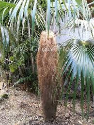 Image result for Coccothrinax