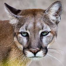 From bears to rodents to reptiles to big cats, we've got a l. Zoo Miami One Of Our State Symbols In 1982 This Big Cat Was Chosen As The Florida State Animal Thus The Name Florida Panther Drewhphoto Floridapanther Panther Zoomiami Zoo Miami