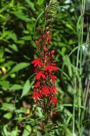 There are 1467 native to michigan for sale on etsy, and they cost $13.43. 18 Beautiful Wildflowers Native To Michigan Native Plant Landscape Wild Flowers Wildflower Garden