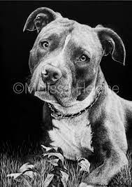 Get A Custom Portrait Of Your Dog Melissa Helene Fine Arts In 2021 Pet Portraits Scratchboard Artists Custom Pet Portraits
