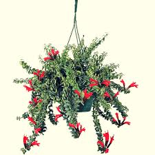 Le piante grasse pendenti sono specie vegetali impiegate a scopo ornamentale. Pianta Cascante Da Appartamento Scegli La Specie Con Cura