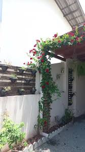 Image result for dipladenie amonea