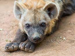 Cute lying hyena pup! | One of the two hyena pups looking cu… | Flickr