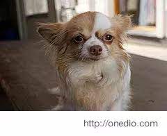 evde beslenebilecek en tatli 10 kucuk kopek cinsi cute chihuahua chihuahua chihuahua love
