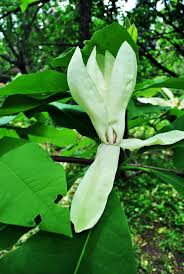 A fast growing tree, best situated to a moist woodland setting (m. Magnolia Tripetala Photos Free Royalty Free Stock Photos From Dreamstime