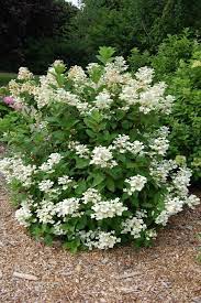 Quick Fire Hydrangea Quick Fire Hydrangea Shade Garden Plants Hydrangea Landscaping