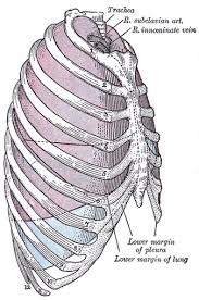 The Pleurae Human Anatomy