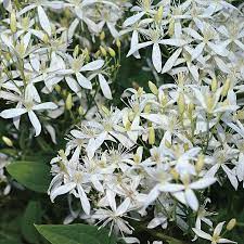 Maybe you would like to learn more about one of these? Clematis Sweet Autumn At Wayside Gardens