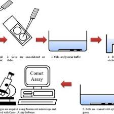 Flow Chart Of The Comet Assay Click Here To View Larger