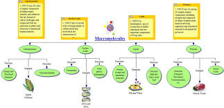 Wow Macromolecules Home