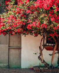 Tourists are surrounded by the bright colors of the caribbean sea, sky and green palms. Dominican Republic 2 Week Itinerary Go Seek Explore