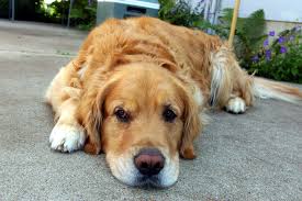 Dog Heat Stroke Dehydration Symptoms Everydog