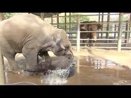 Baby elephant navann enjoys his new bath tub. Baby Elephant Bathing In The Bathtub Elephantnews Youtube