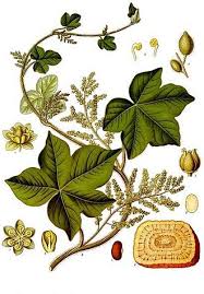 Image result for Menispermaceae