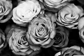 Black And White Rose Wallpaper Black Rose Tumblr Background Facebook Cover Photos Flowers Facebook Cover Images Black And White Roses