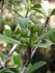Image result for Psychotria articulata