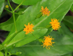 Image result for Pyrostria bibracteata