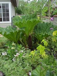 This drought tolerant plants list is compiled from our observations of the plant survivors from neglected gardens. Pin On Landscaping