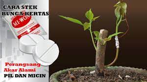 Para pencinta bunga biasa mempercantik dan. Cara Stek Bunga Kertas Agar Cepat Tumbuh Youtube