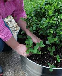 It's time to plant out my raspberry canes into containers. Growing Berries In Containers How To Grow A Small Space Fruit Garden