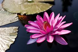Can survive even frosts period. For Waterlilies An Odd Refuge In Texas The New York Times