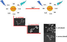 Synthesis Of N Zn Doped Carbon Dots For The Detection Of Fe3 Ions And Bactericidal Activity Against Escherichia Coli And Staphylococcus Aureus Sciencedirect
