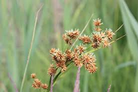 Image result for Cladium mariscus