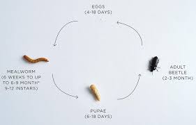 Check spelling or type a new query. Mealworm Bugsfeed
