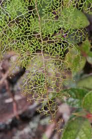 Image result for Odontosoria africana