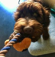 Dining sets vary in size, style, and design. 16 Best Australian Labradoodle Ideas Australian Labradoodle Labradoodle Harvey