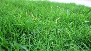 This machine slices into the soil with steel blades creating furrows. What S The Best Way To Reseed A Lawn Angi Angie S List
