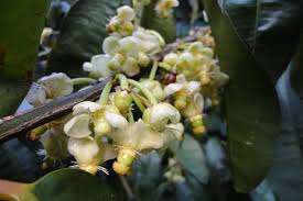 Image result for Garcinia pachyclada