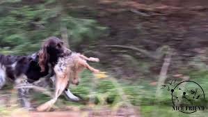 Image result for německý křepelák postava