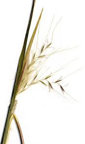 Image result for Andropogon eucomus