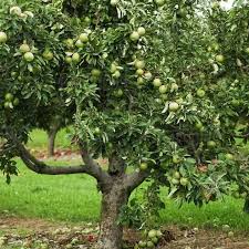 Image result for Granny Smith