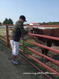 Crystal Cattle Why We Use Antibiotics On Our Farm Antibiotic Boss Life Life