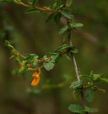 Image result for Aeschynomene mossambicensis