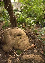 Image result for Chasmanthera dependens