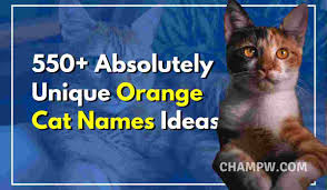 Your cat's name also needs to sound unique enough so that she'll not to worry. 550 Orange Cat Names Absolutely Unique List In 2021