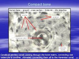 Bone marrow is the soft, highly vascular and flexible connective tissue within bone cavities which serve as the primary site of new blood cell production or bone marrow is the primary source of pluripotent stem cells that give rise to all hemopoietic cells (blood cells) including lymphocytes. Histology Review Bone Tissue Dr Tim Ballard Department