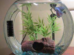 They are breeders who are quite progressive. Sinking Ceramic Betta Log Betta Fish Tank Decorations Zoo Med