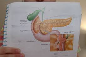 We did not find results for: Label Of Liver Gallbladder And Pancreas Diagram Quizlet